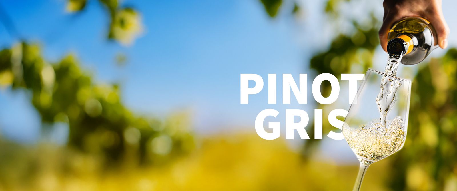 Picture for category Pinot Grigio & Gris