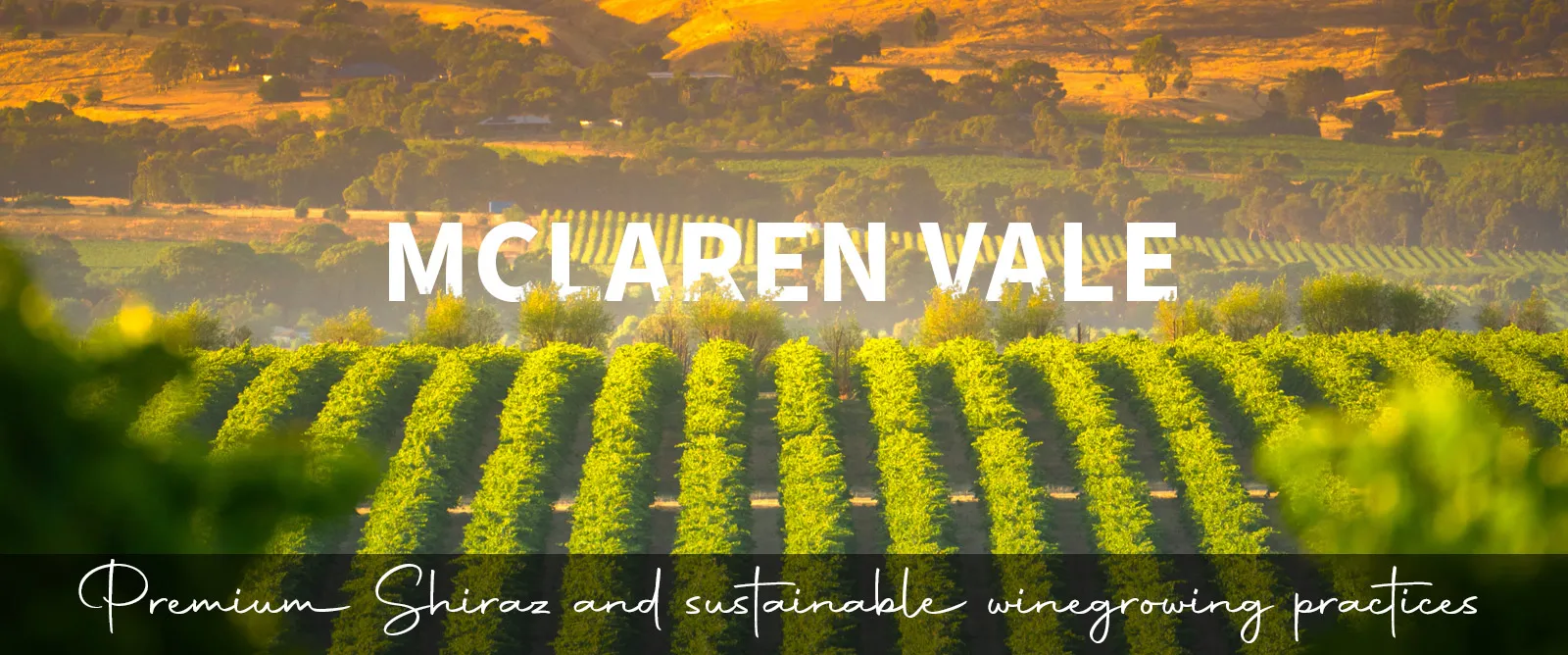 Picture for category McLaren Vale