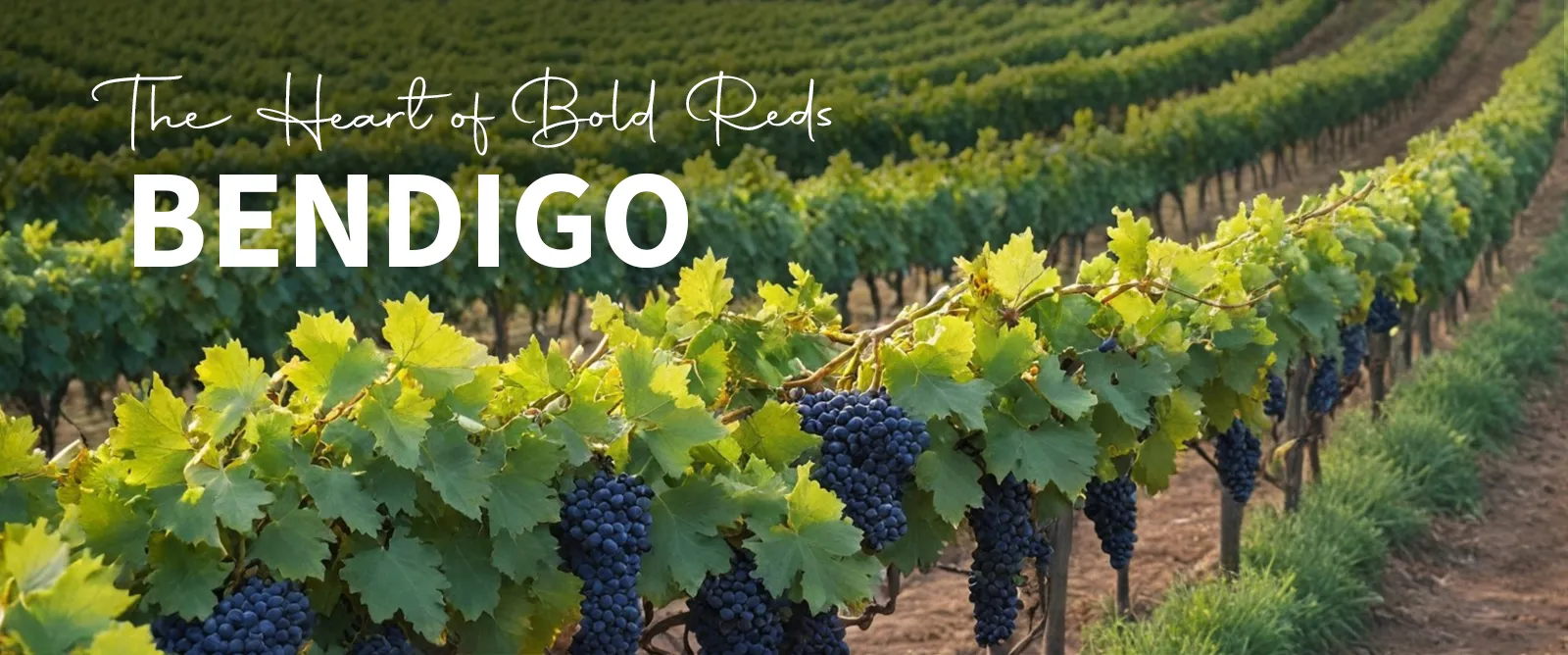 Picture for category Bendigo
