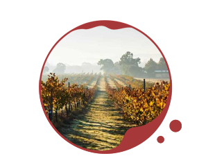  WA Wine Regions icon