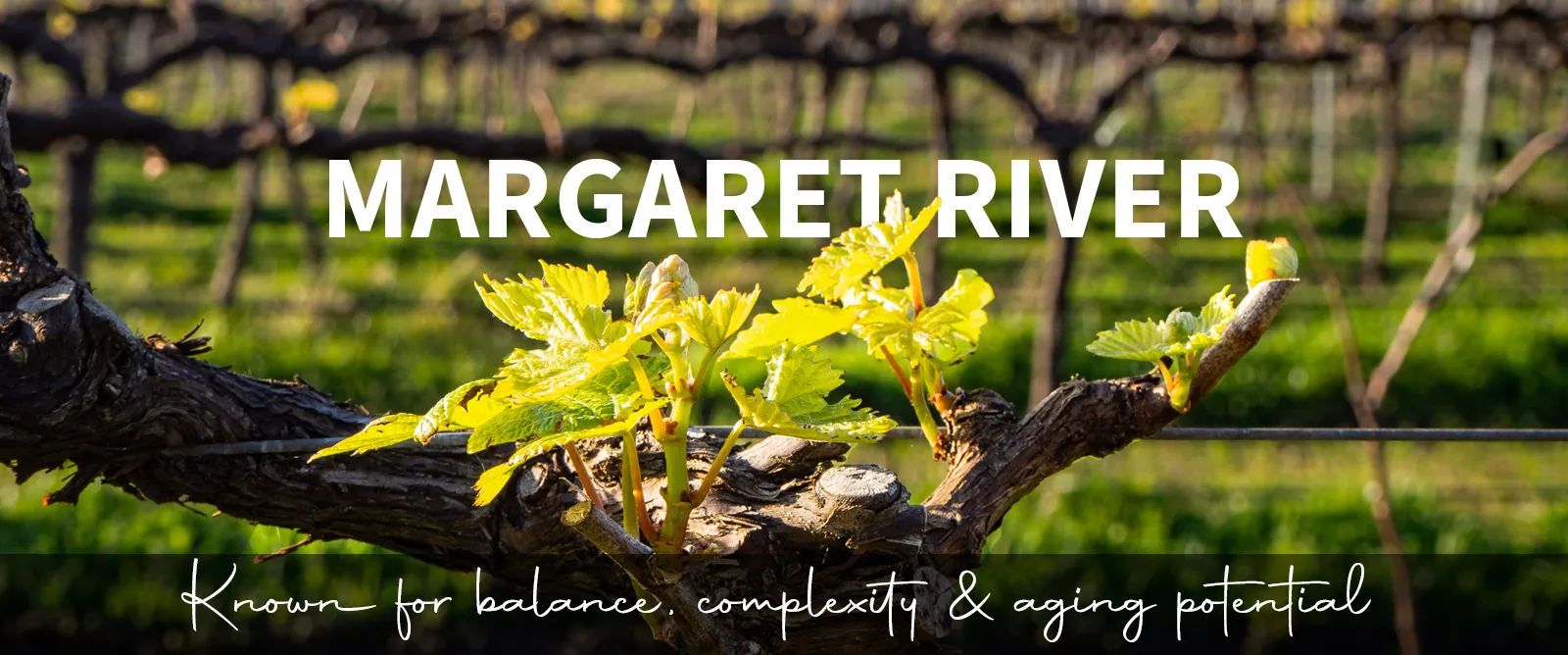 Picture for category Margaret River