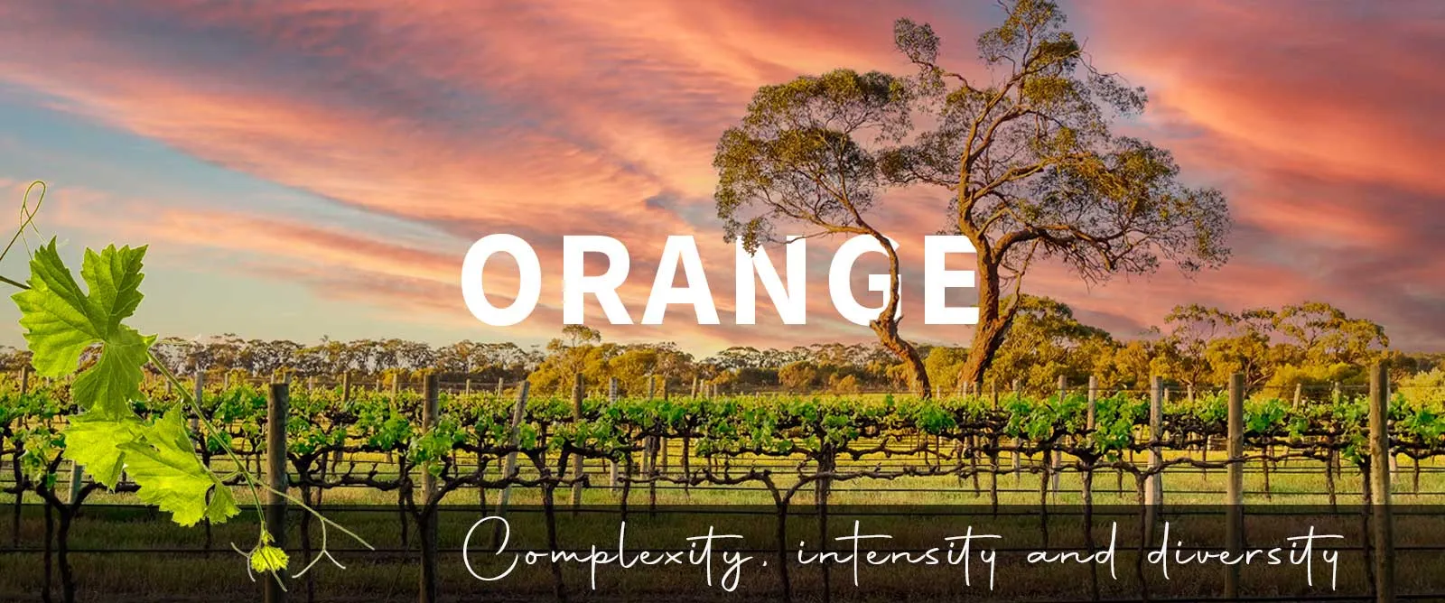 Picture for category Orange
