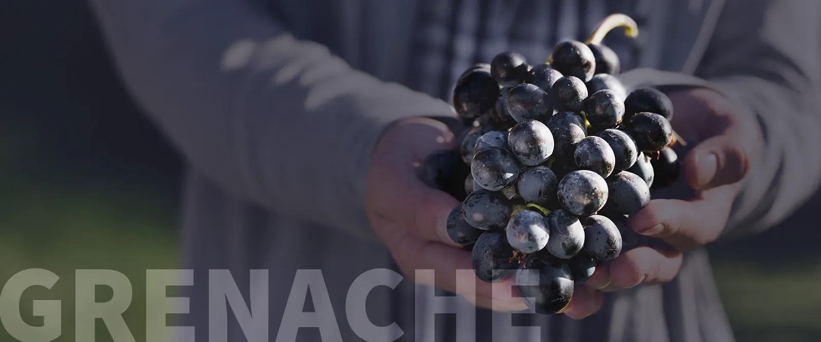 Picture for category Grenache